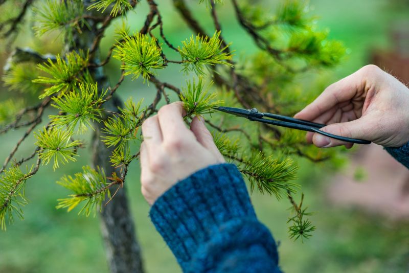 Apple Tree Pruning in Pottstown, PA
