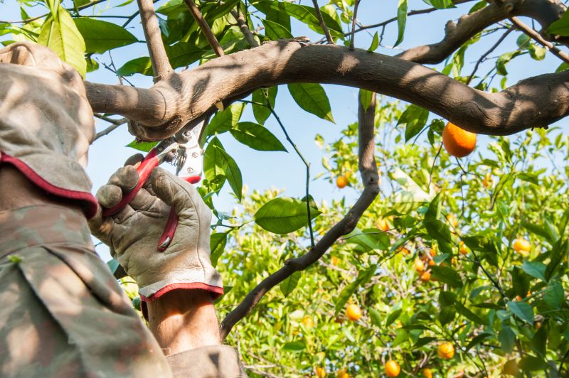 Apple Tree Pruning in Allentown, PA