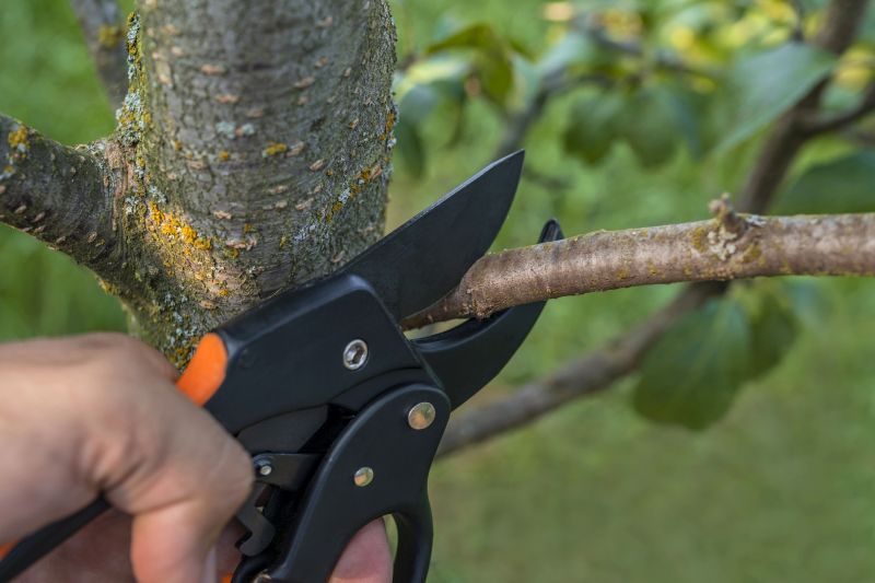 Birch Tree Pruning in San Jose, CA