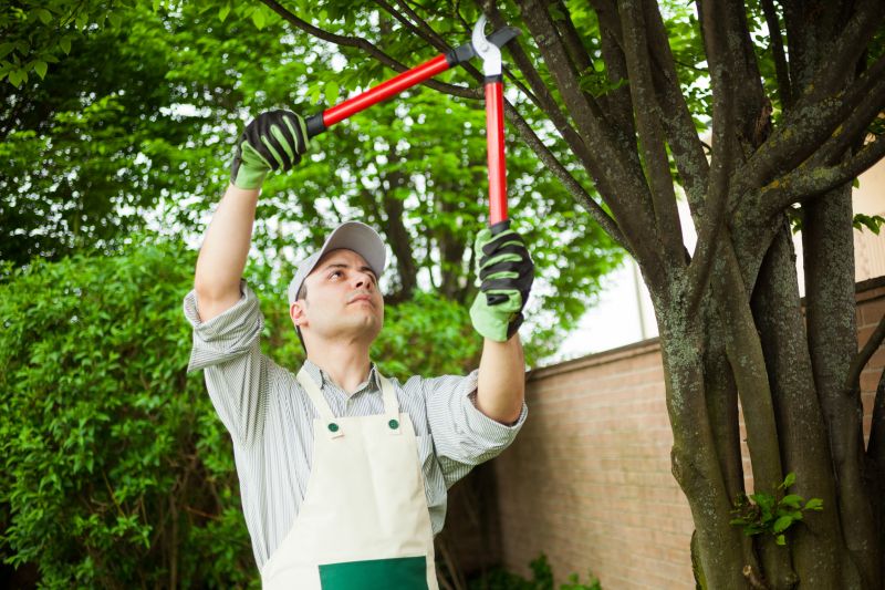 Birch Tree Pruning in Reno, NV