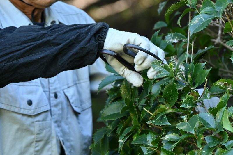 Boxwood Trimming in Aiken, SC