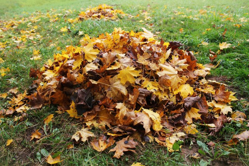 Leaves Mulched into Lawn