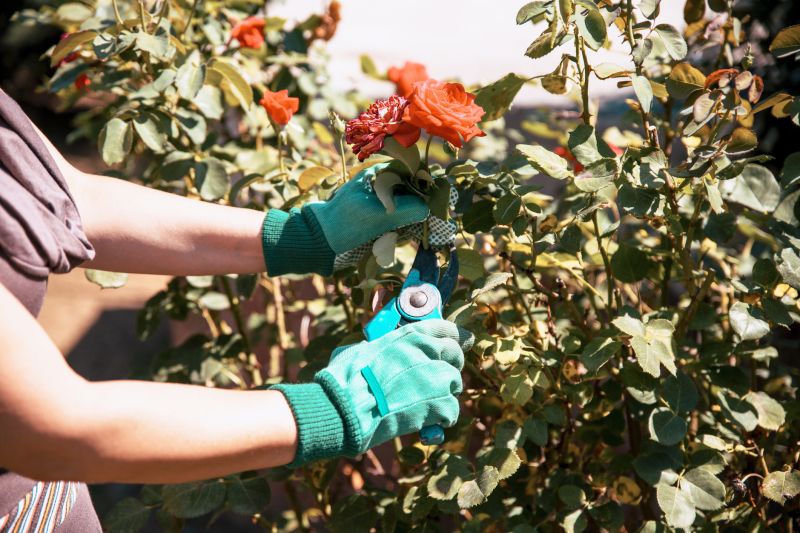 Knockout Roses Pruning in Rockwall, TX