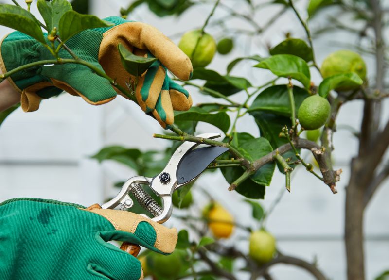 Peach Tree Pruning in Allentown, PA