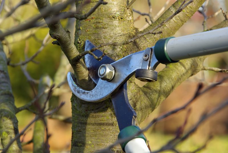 Pear Tree Pruning in Doylestown, PA