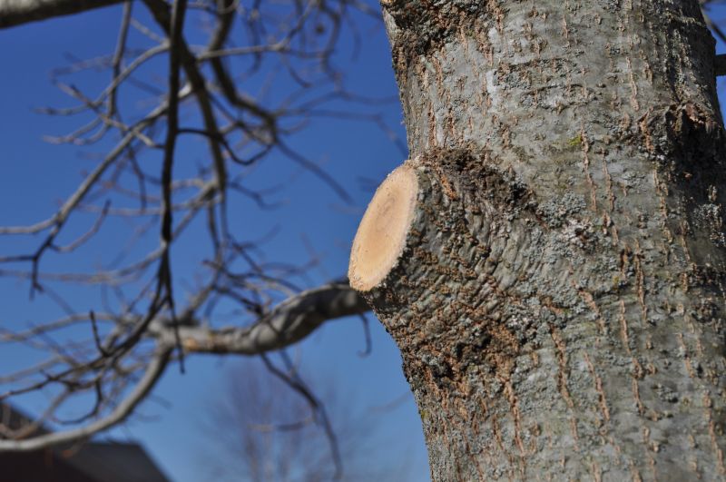 River Birch Trimming in Allentown, PA