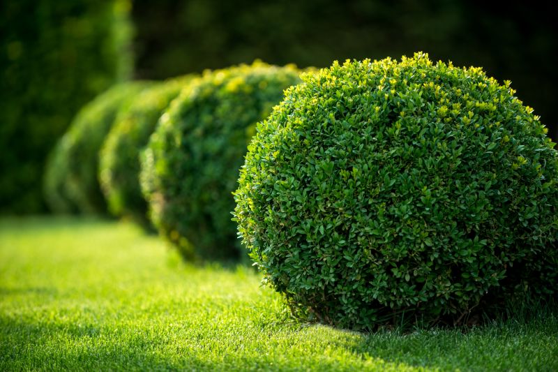 Shrubs in a Residential Garden