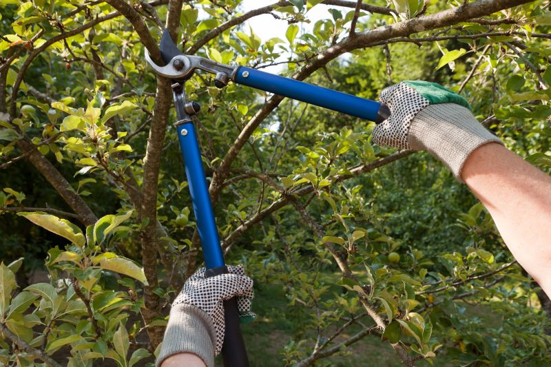 Tree Lopping Service in San Jose, CA