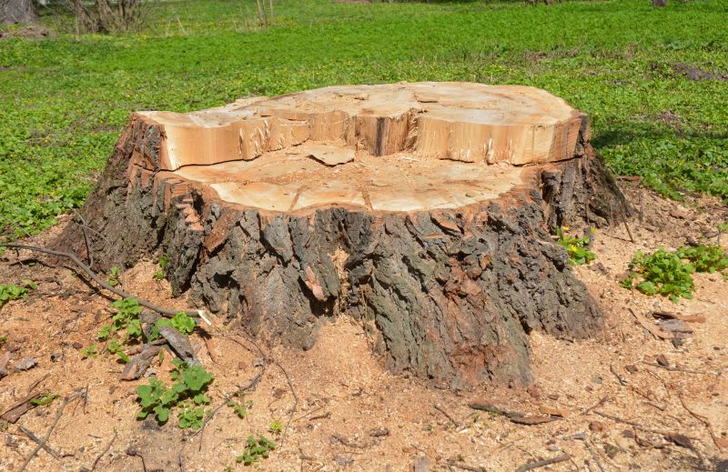 Tree Trunk Removal in Calvert County, MD